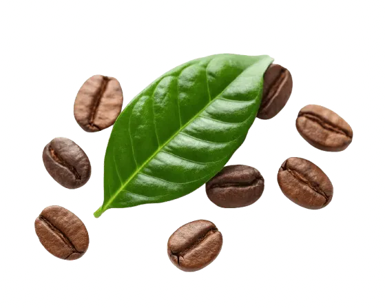 01 arabica energy.png